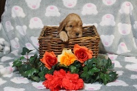 CHIOT