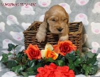 CHIOT